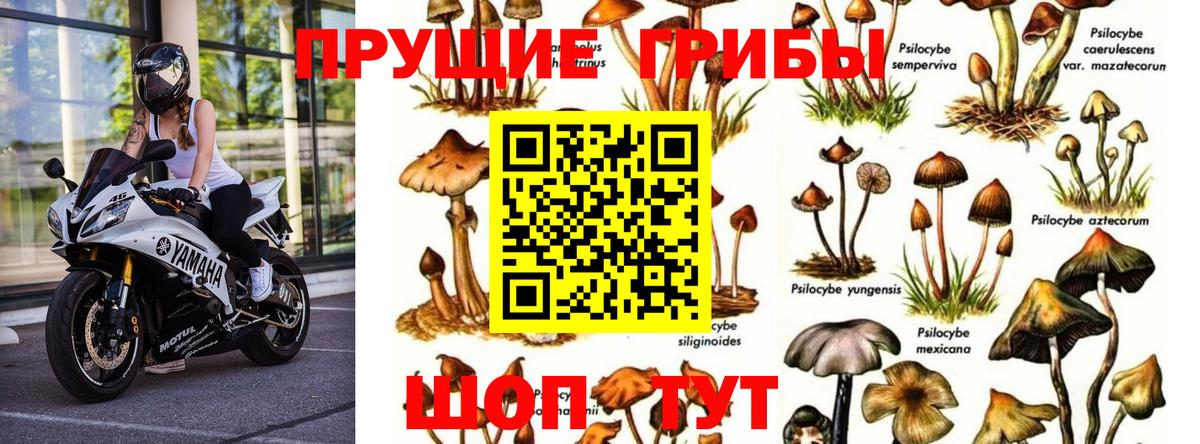 Псилоцибиновые грибы MAGIC MUSHROOMS Камышин